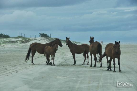 Encontro com cavalos na Praia do Farol, no Parque Nacional da Lagoa do Peixe, no sul do Rio Grande do Sul, entre a Lagoa dos Patos e o Oceano Atlântico